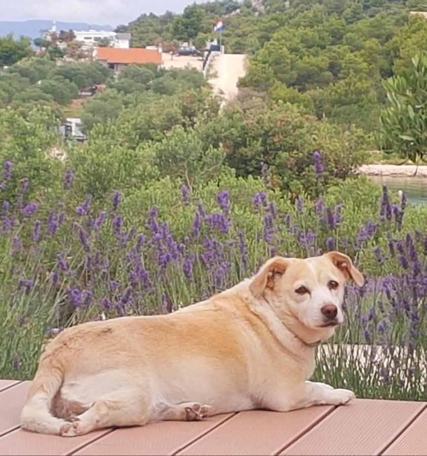 Eden Lady Mobile Home, Croatia, ドラゲ エクステリア 写真